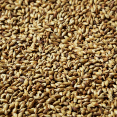 BlackSwaen© – Biscuit Malt