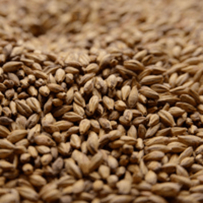 Special Roast Malt - Briess