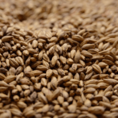 Special Roast Malt - Briess Special Roast Malt - Briess
