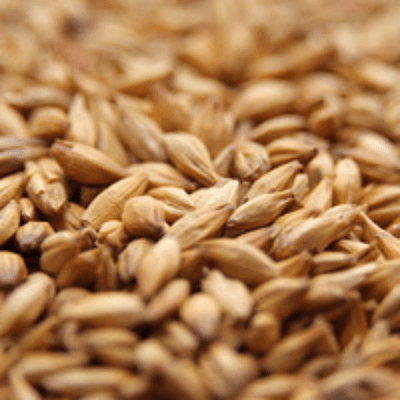 Goldpils® Vienna Malt - Briess