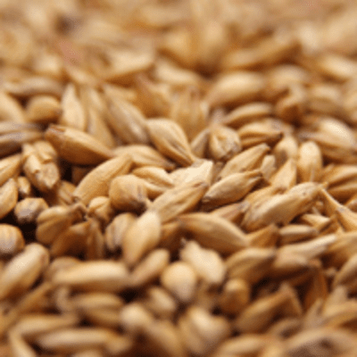 Goldpils® Vienna Malt - Briess