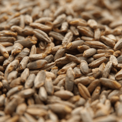 Rye Malt - Viking 55 Lbs. Rye Malt - Viking 55 Lbs.