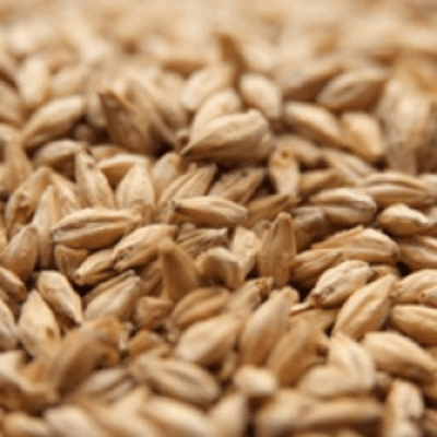Munich Malt Type 1 - Weyermann® 55 Lbs.